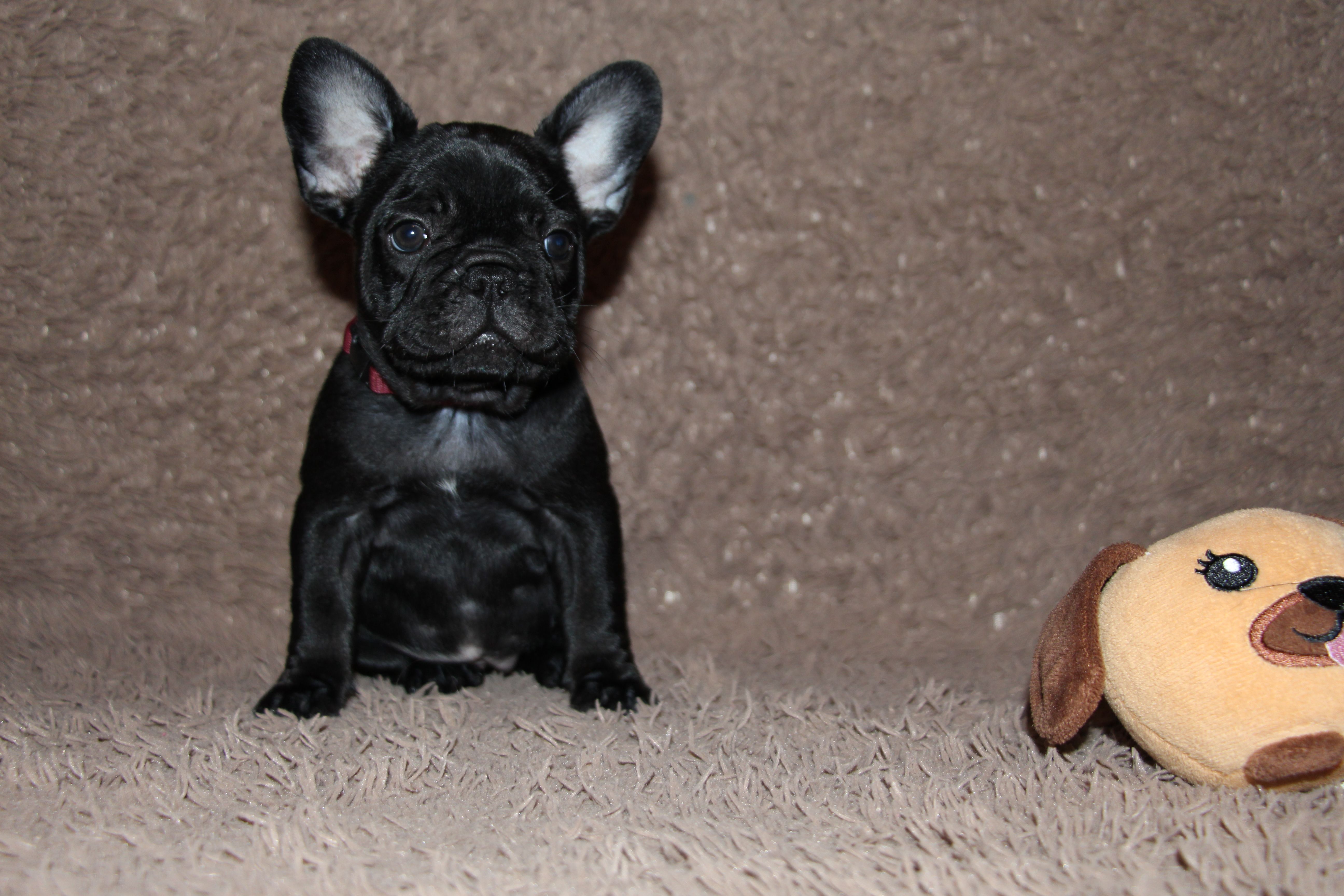 <svg class='purple'></svg> <b> Magic Molly</b> <svg class='purple'></svg>